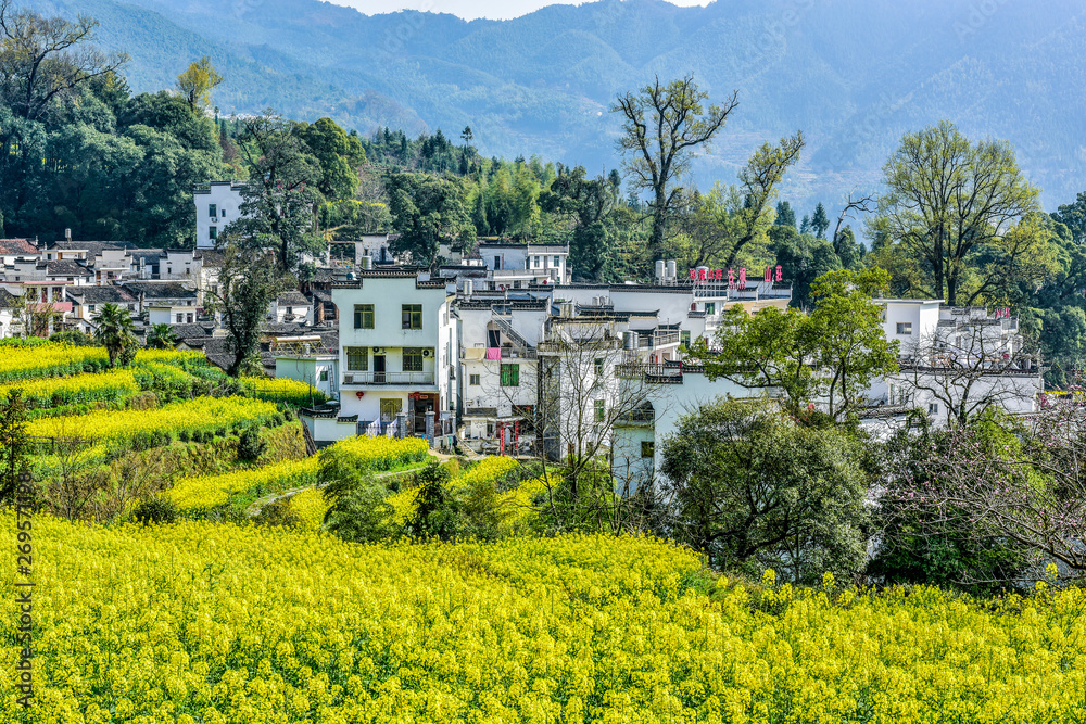 Spring of Wuyuan Ridge in China - March 22, 2018, a beautiful mountain village with flowers blooming, was photographed in Jiangling, Wuyuan County, Shangrao City, Jiangxi Province, China.