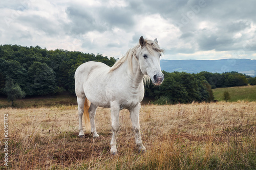Fototapeta Naklejka Na Ścianę i Meble -  White horse standing in a agriculture field with dry grass on a cloudy weather