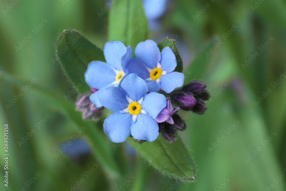 Amazing spring forget-me-not flowers as background, closeup view Amazing spring forget-me-not flowers as background, closeup view