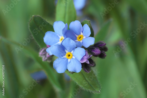Amazing spring forget-me-not flowers as background, closeup view © New Africa