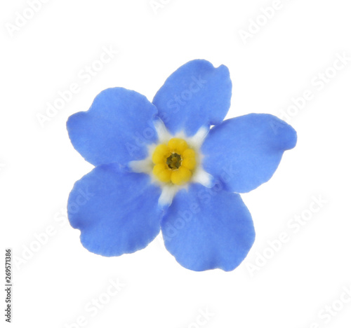 Amazing spring forget-me-not flower on white background © New Africa