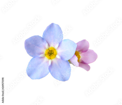 Amazing spring forget-me-not flowers on white background © New Africa