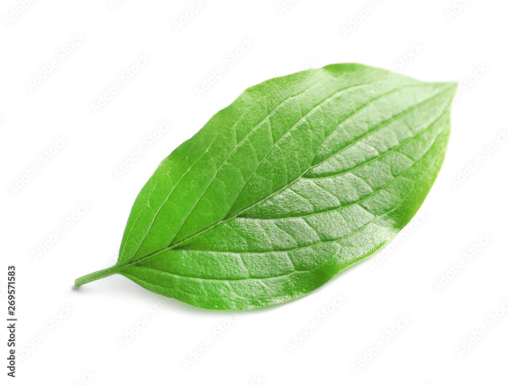 Obraz premium Beautiful spring green leaf on white background