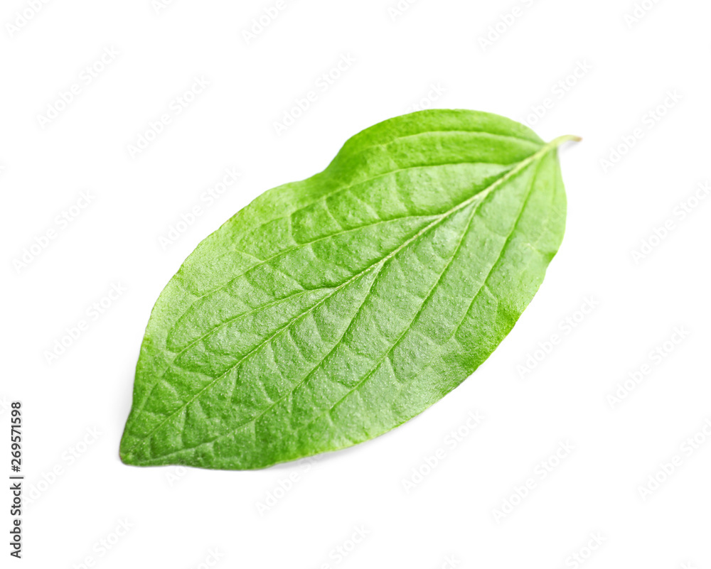 Beautiful spring green leaf on white background Beautiful spring green leaf on white background
