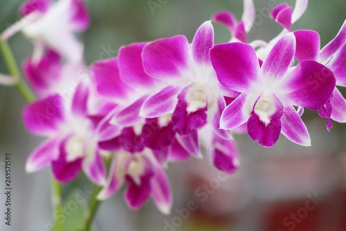 Orchid flower is beautiful in the garden © seagames50