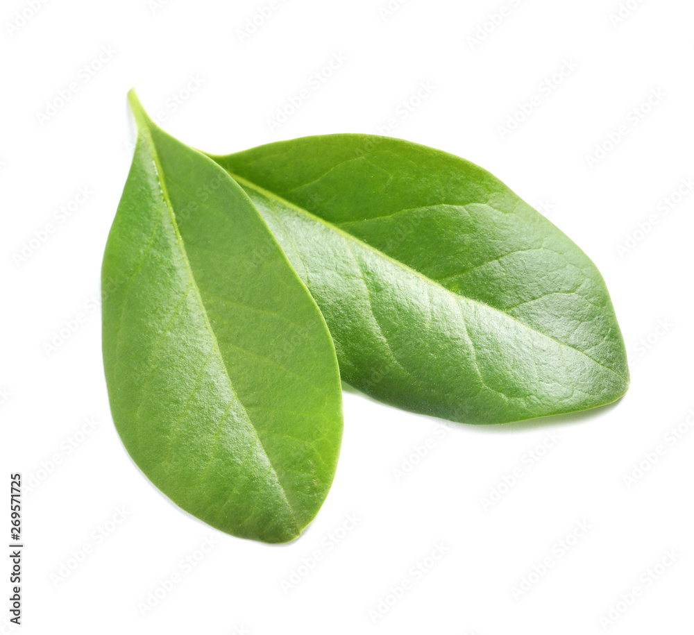 Fototapeta premium Beautiful spring green leaves on white background