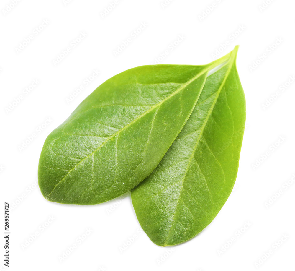 Obraz premium Beautiful spring green leaves on white background