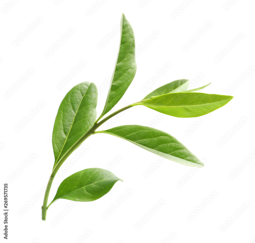Branch with green leaves on white background Branch with green leaves on white background