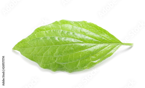 Beautiful spring green leaf on white background