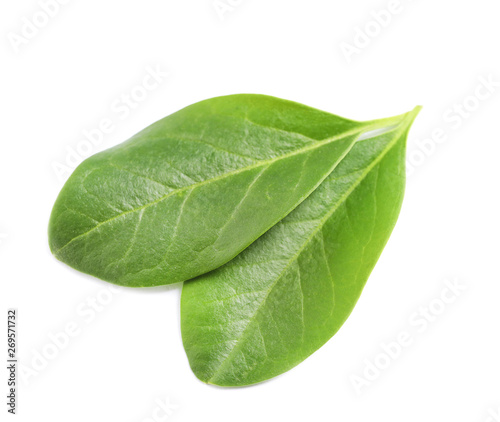 Beautiful spring green leaves on white background