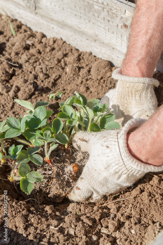 An elderly man transplants strawberries in the garden in the spring