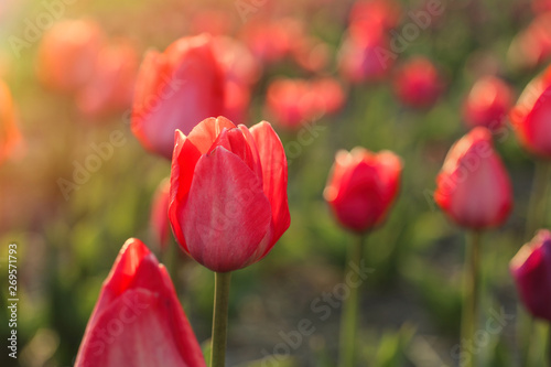 Closeup view of beautiful fresh tulips on field  space for text. Blooming spring flowers