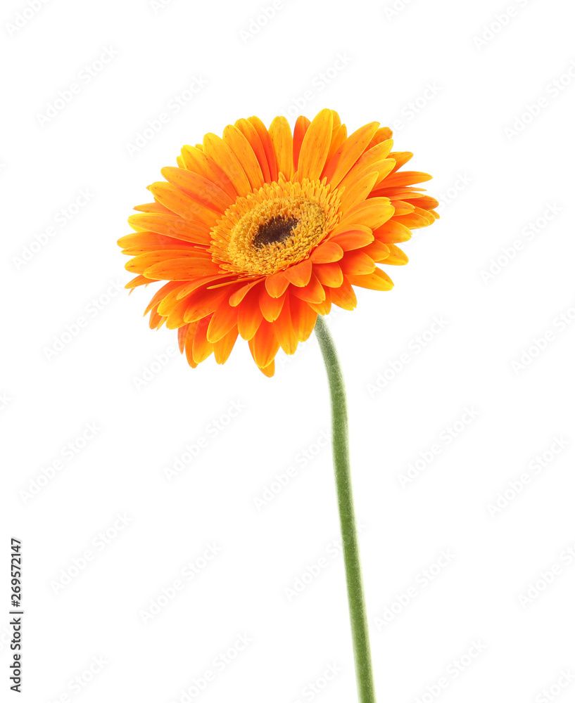 Beautiful bright gerbera flower on white background Beautiful bright gerbera flower on white background