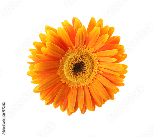 Beautiful bright gerbera flower on white background, top view