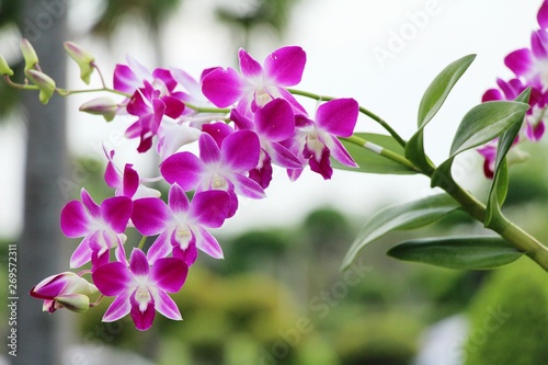 Orchid flower is beautiful in the garden