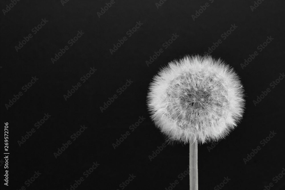 Obraz premium Dandelion on black background