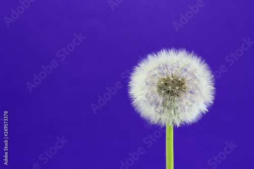 Dandelion on blue background.