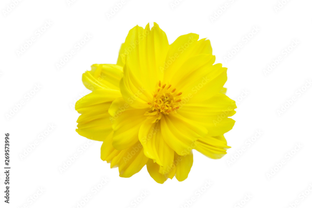 Yellow flower, Cosmos flower isolated on a white background. File contains with clipping path. Yellow flower, Cosmos flower isolated on a white background. File contains with clipping path.