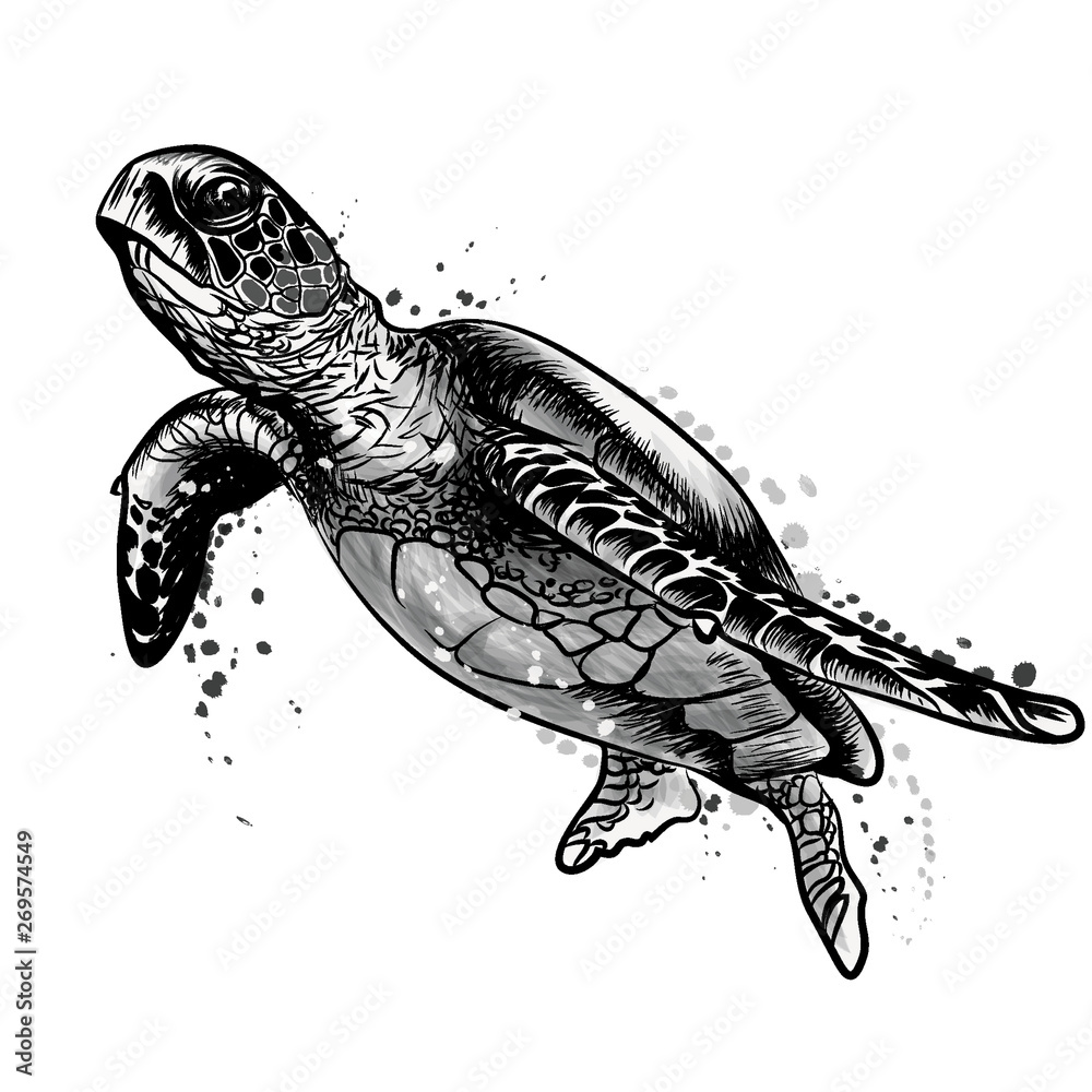 Sea turtle. Realistic, artistic, black and white drawing of a sea turtle on  a white background in a watercolor style. Stock Vector | Adobe Stock