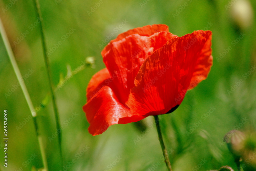 coquelicot coquelicot