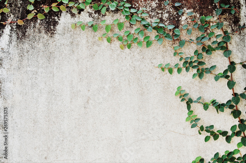 old cement concrete crack wall texture with green leaf