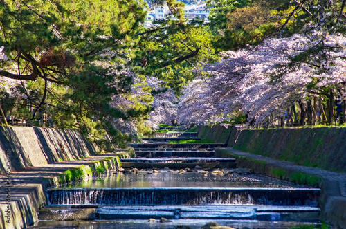 兵庫県西宮市・桜咲く夙川の風景