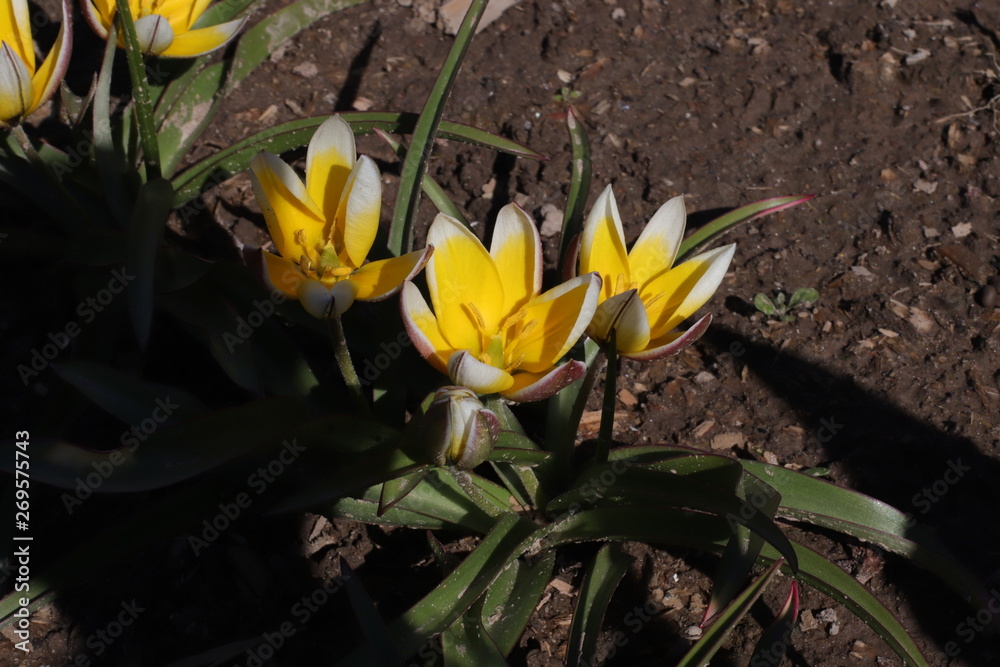 Mini tulip Mini tulip