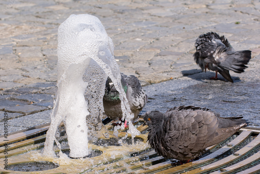 Fototapeta premium Pigeons at a water fountain during hot summer day, selective focus