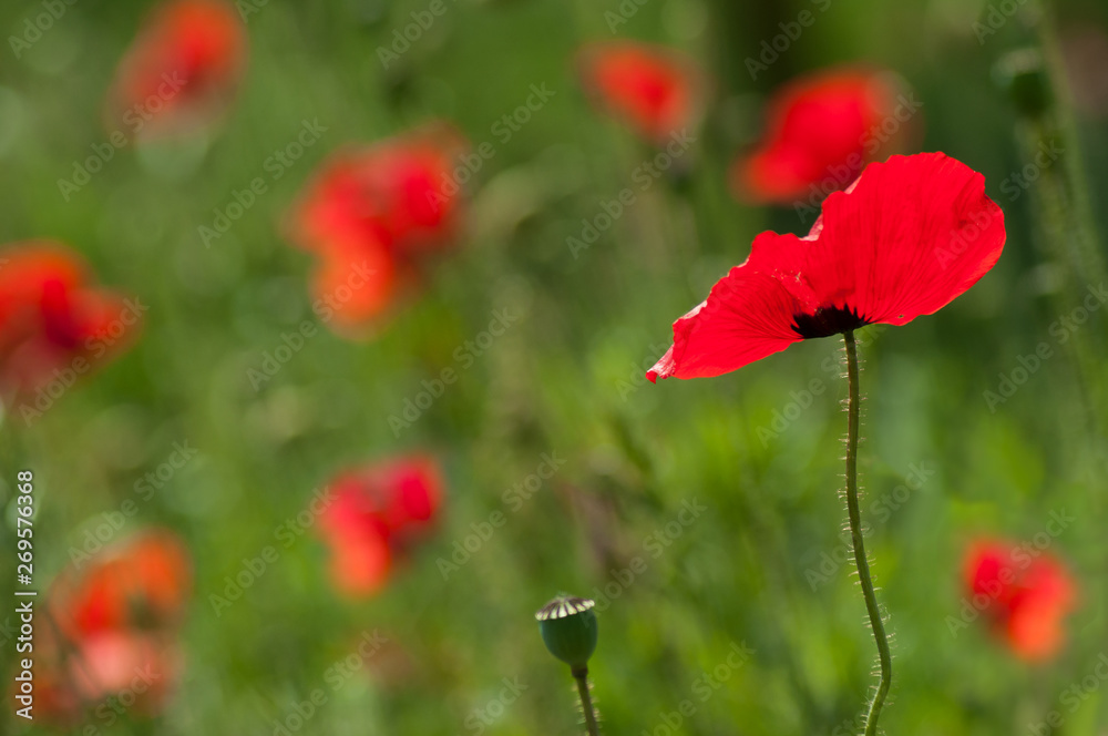 Obraz premium closeup of poppies in a meadow at spring