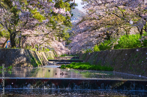 兵庫県西宮市・桜咲く夙川の風景