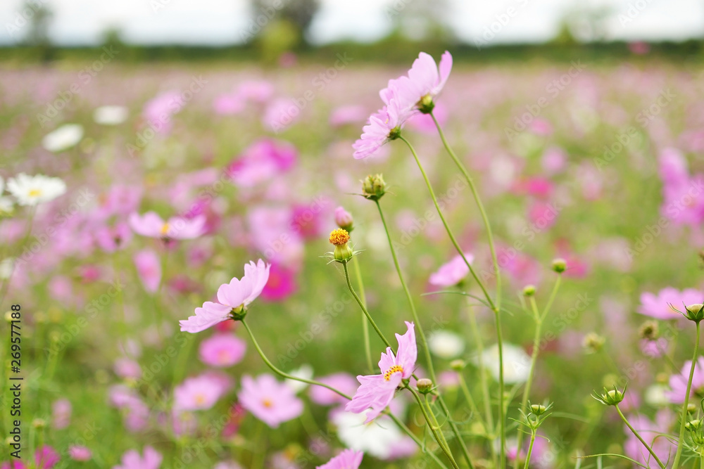Fototapeta premium cosmos flowers blooming in garden