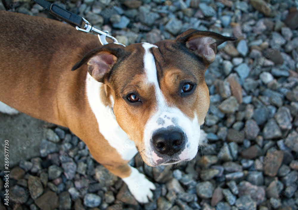 American Staffordshire Terrier on a leash. Faithful look of a dog with beautiful eyes.