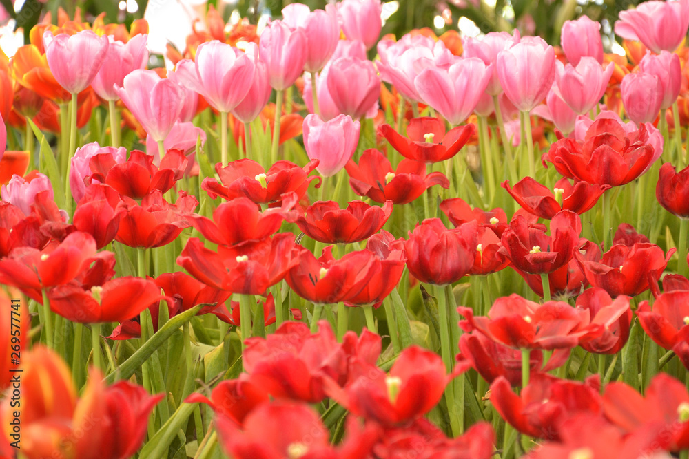 group of tulips in the garden