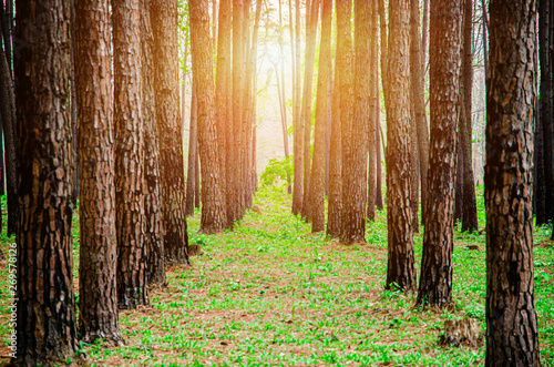Many trees in the garden..