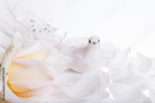 Romantic wedding background. White dove and white rose, a symbol of peace and love.