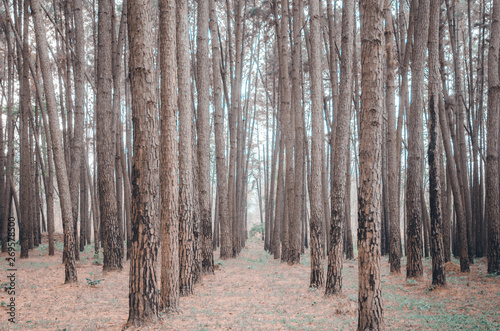 Many trees in the garden.Do not focus on objects.