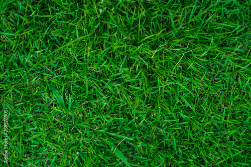 Green grass texture freshness background