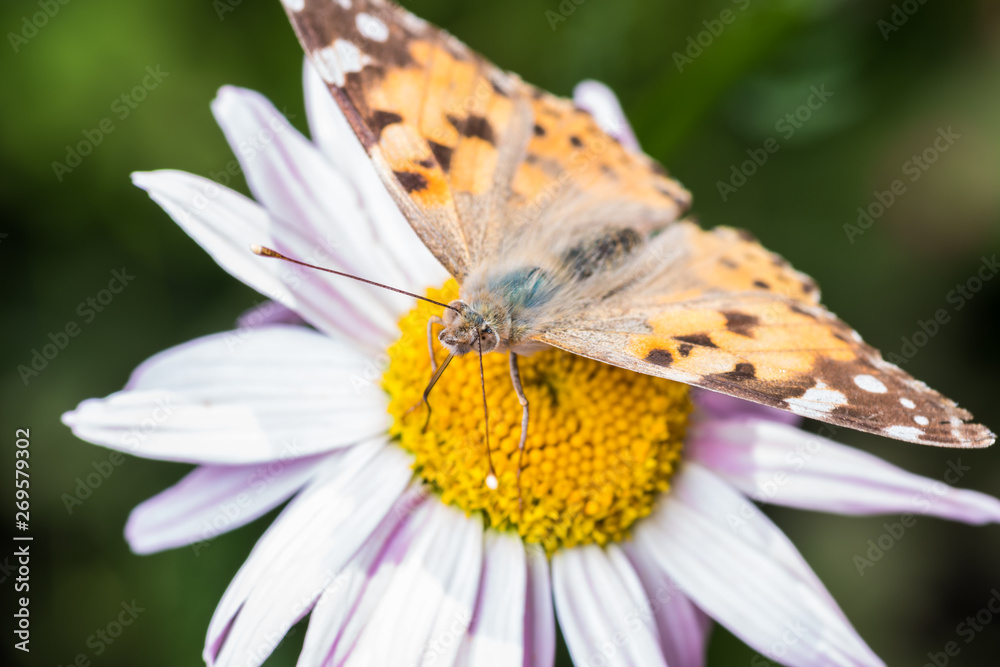 A beautiful orange brown butterfly sits on a flower with a yellow middle.