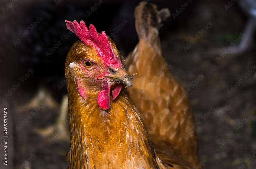 Portrait of a hen chicken in a henhouse close-up