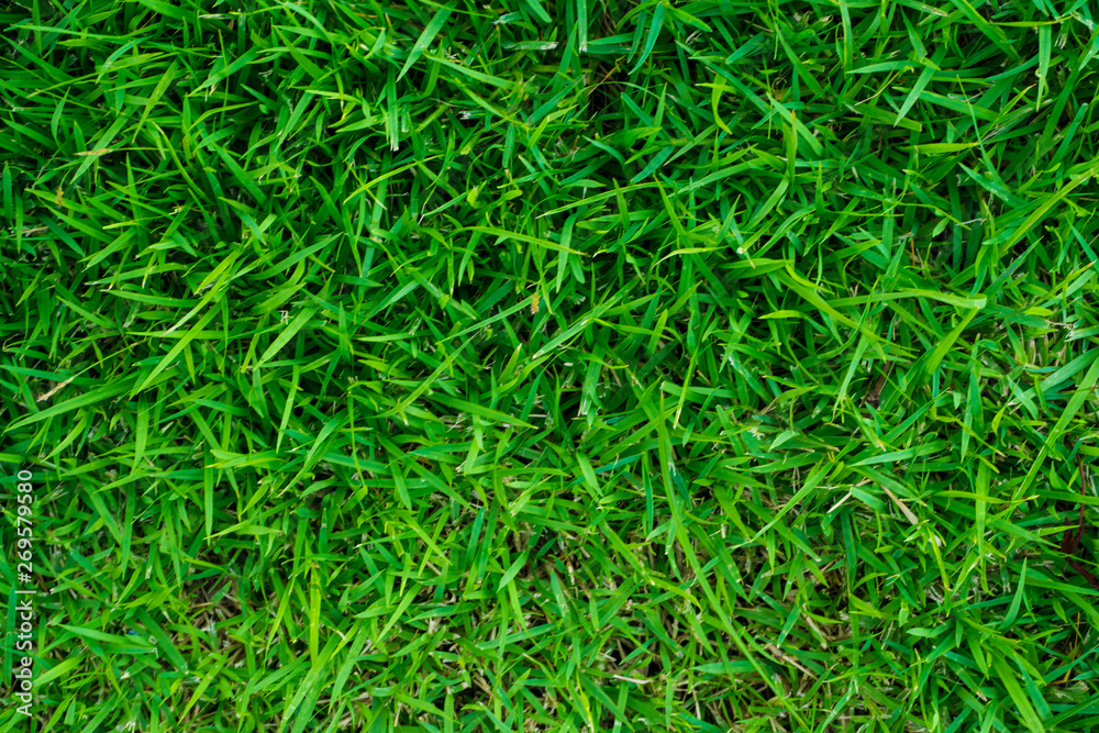 Green grass texture freshness background Green grass texture freshness background