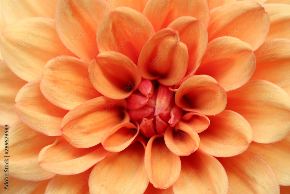 Orange Dahlia flower close up