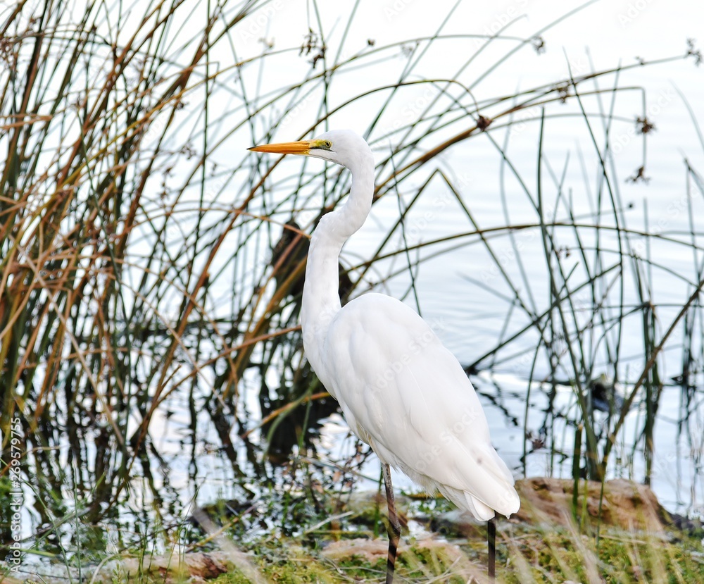 Fototapeta premium Birds