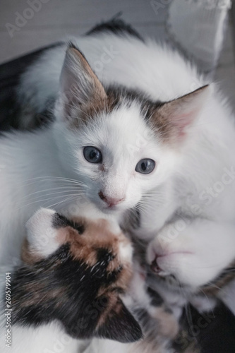 Adorable cute cat siblings, kittens portrait. Cutest child feline in home. 