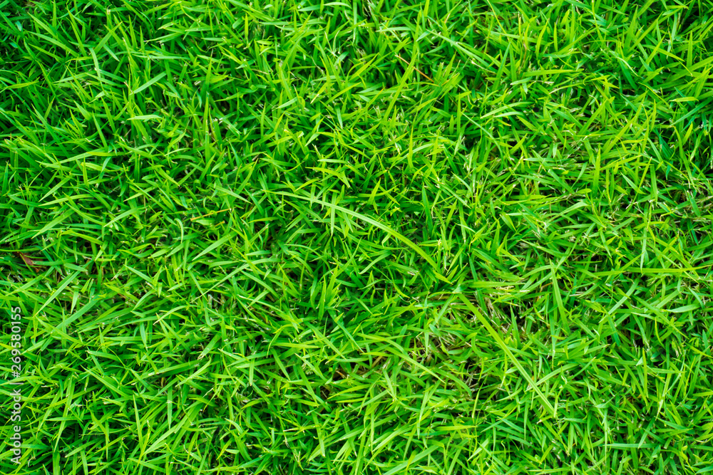 Green grass texture freshness background Green grass texture freshness background