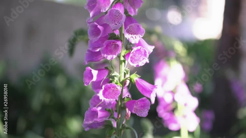 Beautiful detail of pink Fox Glove flowers in the wilderness. Digitalis. Panoramic plane tilt up. Blurred effects in the background photo