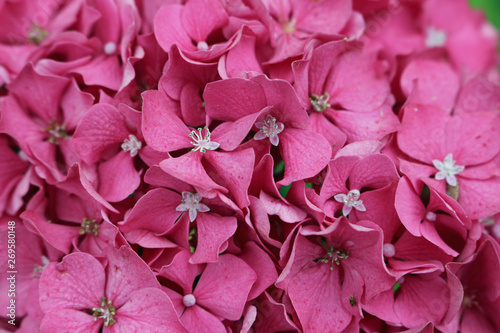 Pink mophead Hydrangea flowers