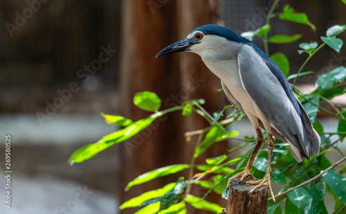 Black-crowned Night Heron perching on perch and looking into distance with tongue sticking out