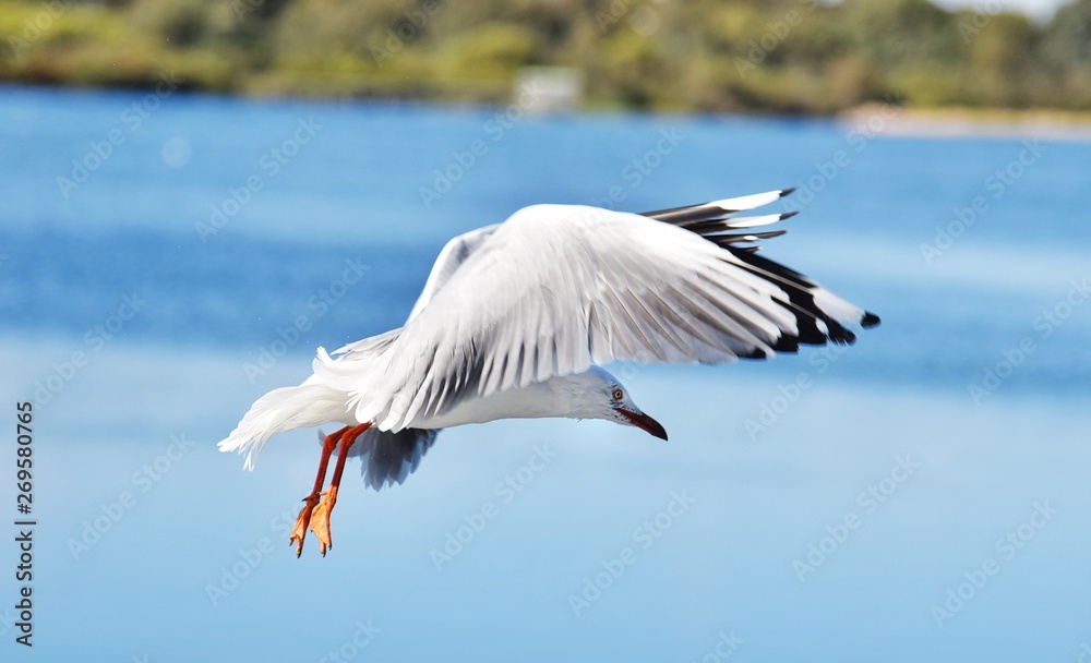 Fototapeta premium Birds