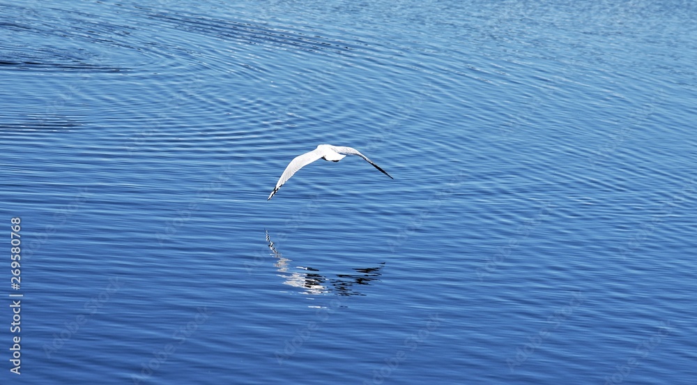Fototapeta premium Birds