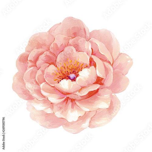 Colorful flower on white background